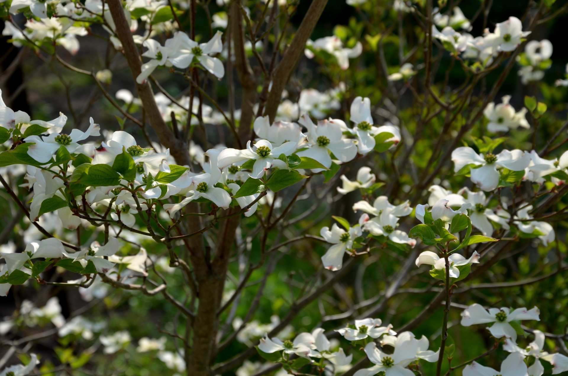 Dogwood tree
